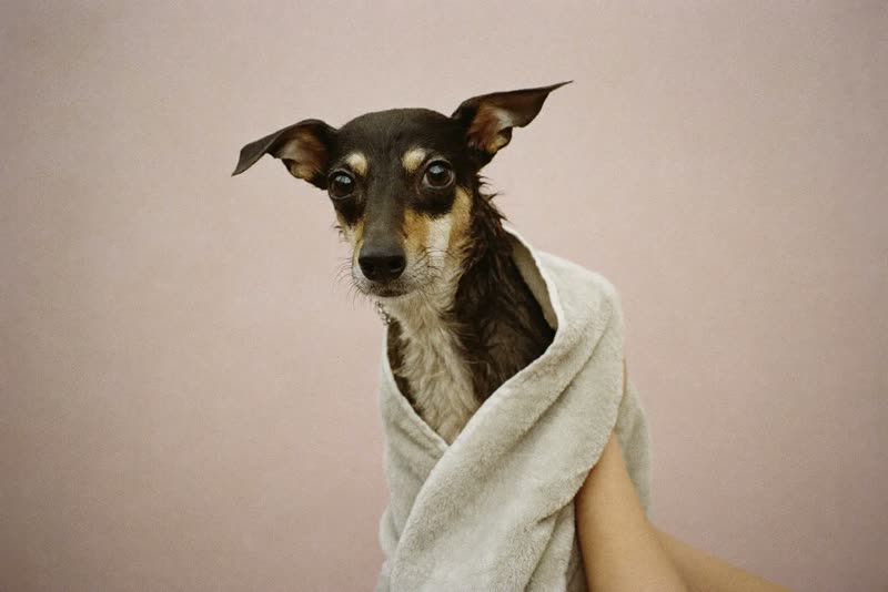 A damp small dog wrapped in a towel being gently dried