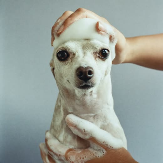 A small dog being lathered with shampoo during a bath